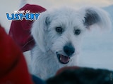Fast and Furry-ous: Seven Reasons Why Krypto is the Goodest Boy