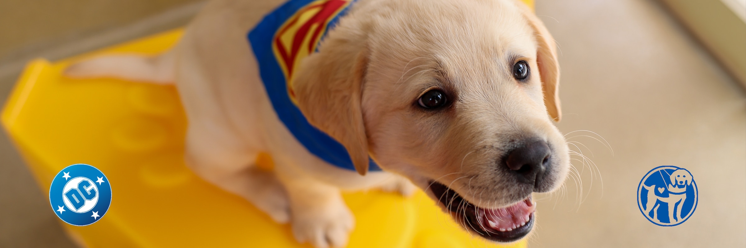 DC AND GUIDE DOGS OF AMERICA | TENDER LOVING CANINES